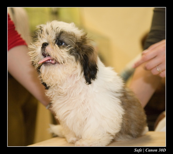 Sep 06 - Salon des animaux de compagnies - 63
